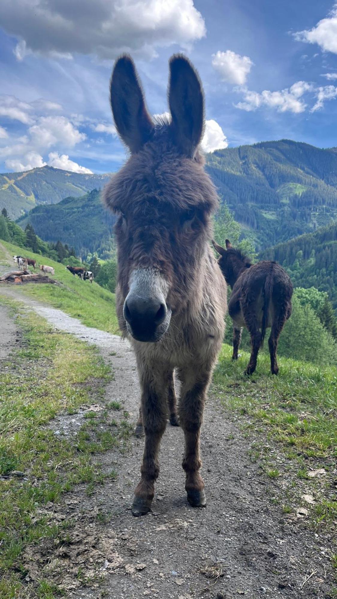 Landhaus Oberzinnegg Saalbach-Hinterglemm Eksteriør bilde