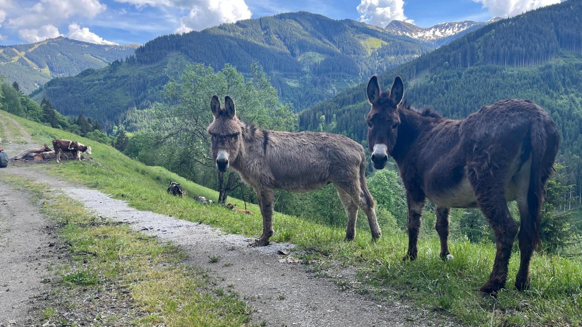 Landhaus Oberzinnegg Saalbach-Hinterglemm Eksteriør bilde